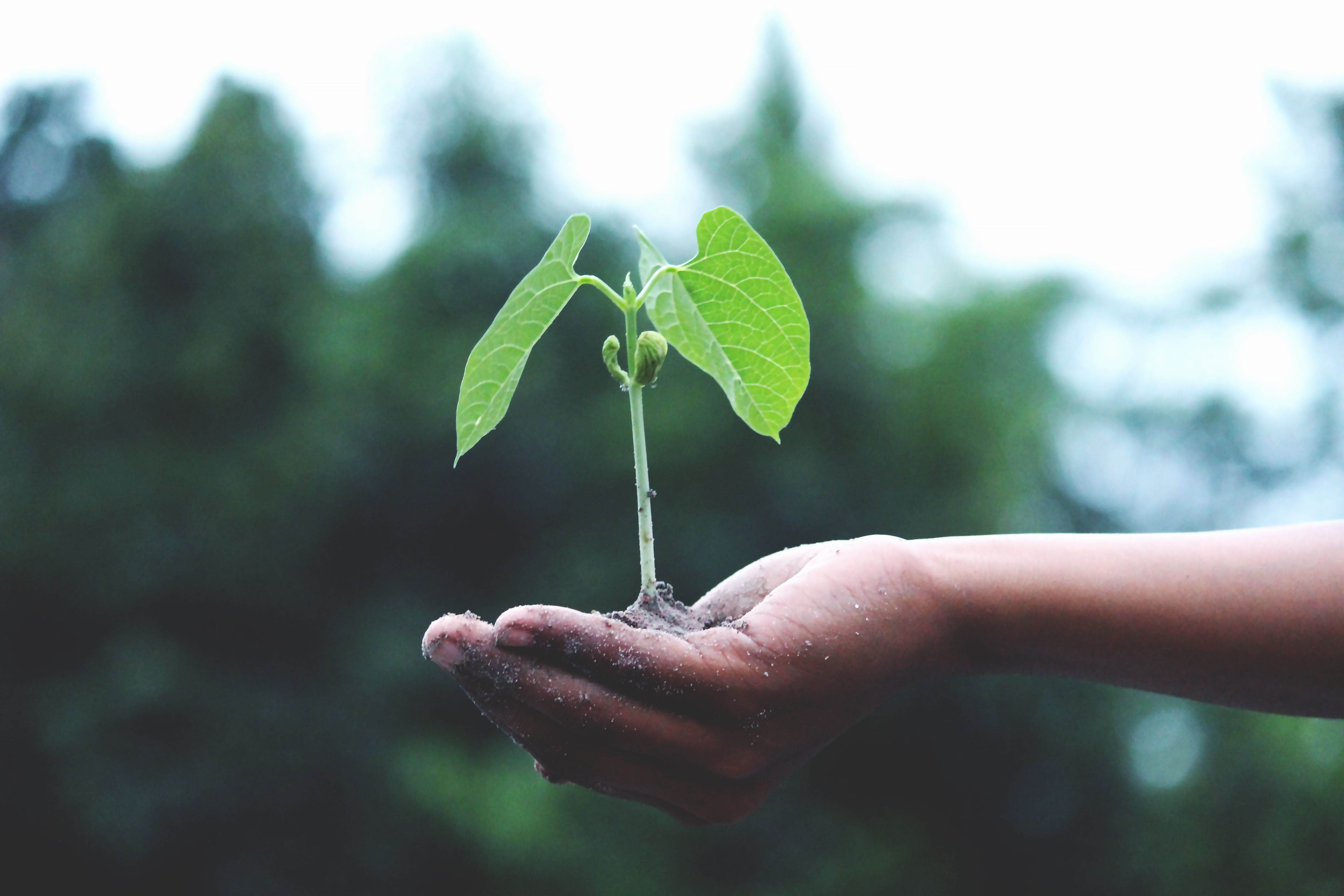 green ecology